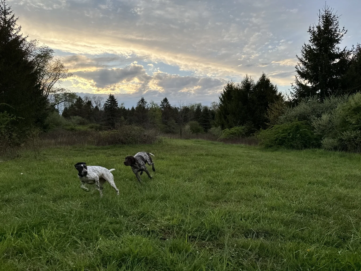 Dogs in the meadow
