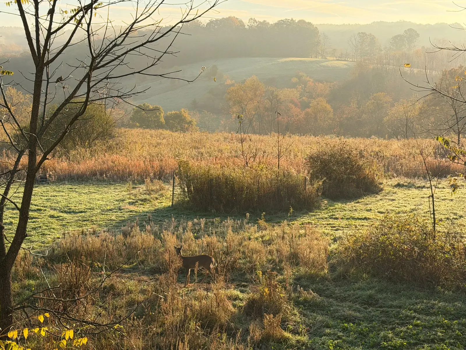 Deer crossing the meadow