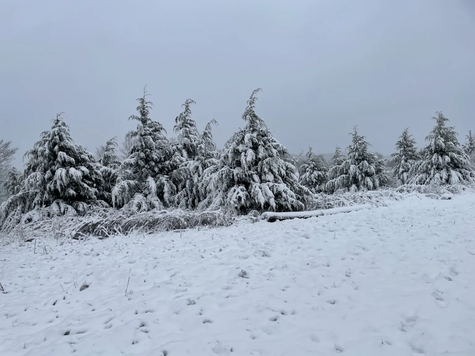 Snow-covered evergreens